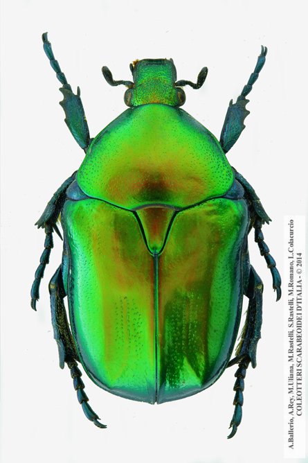 Protaetia affinis affinis
